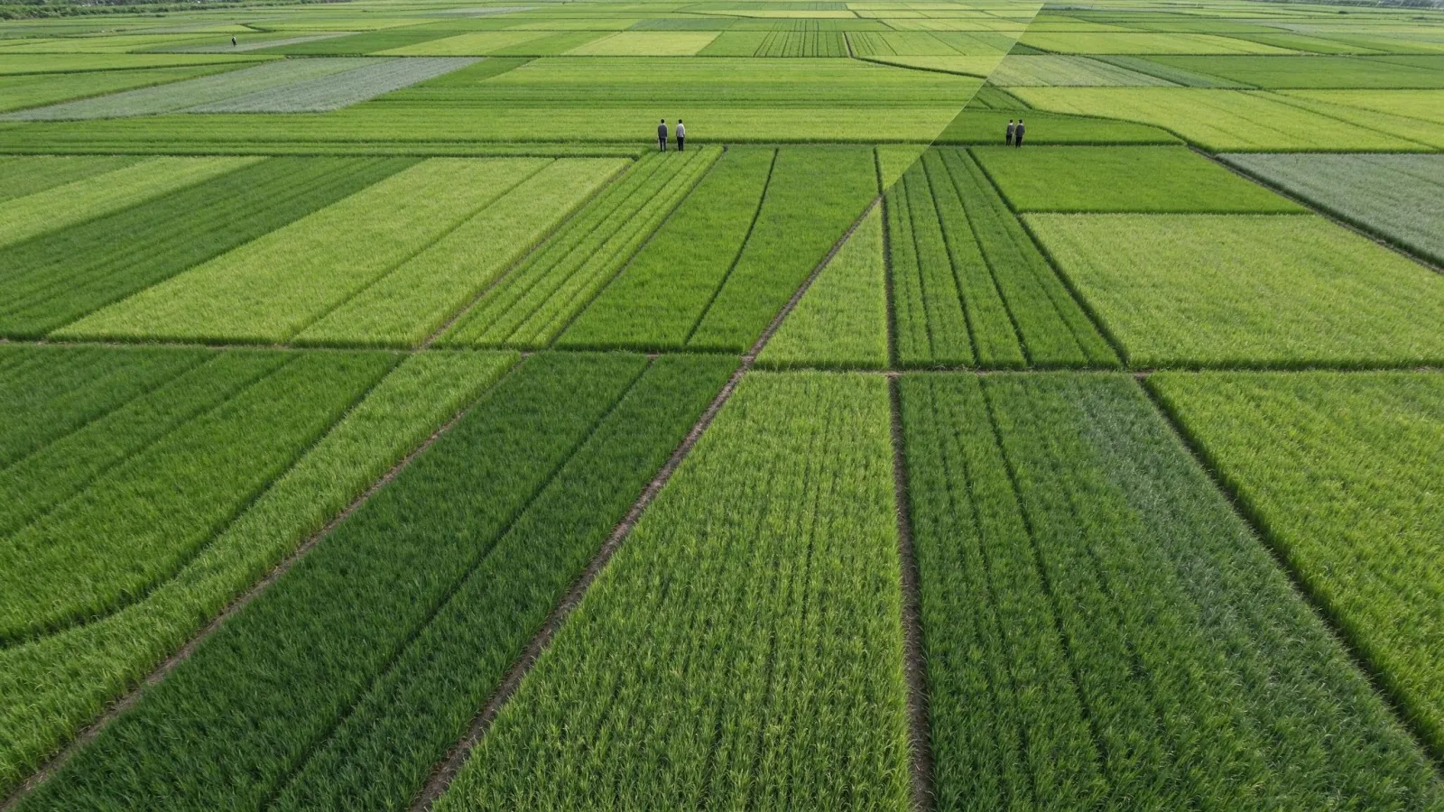 Ảnh minh hoạ Chụp ảnh flycam (drone photography): ảnh flycam nhìn thẳng từ trên xuống một cánh đồng lúa tạo hoạ tiết hình học, cạnh ảnh góc chéo toàn cảnh cùng địa điểm