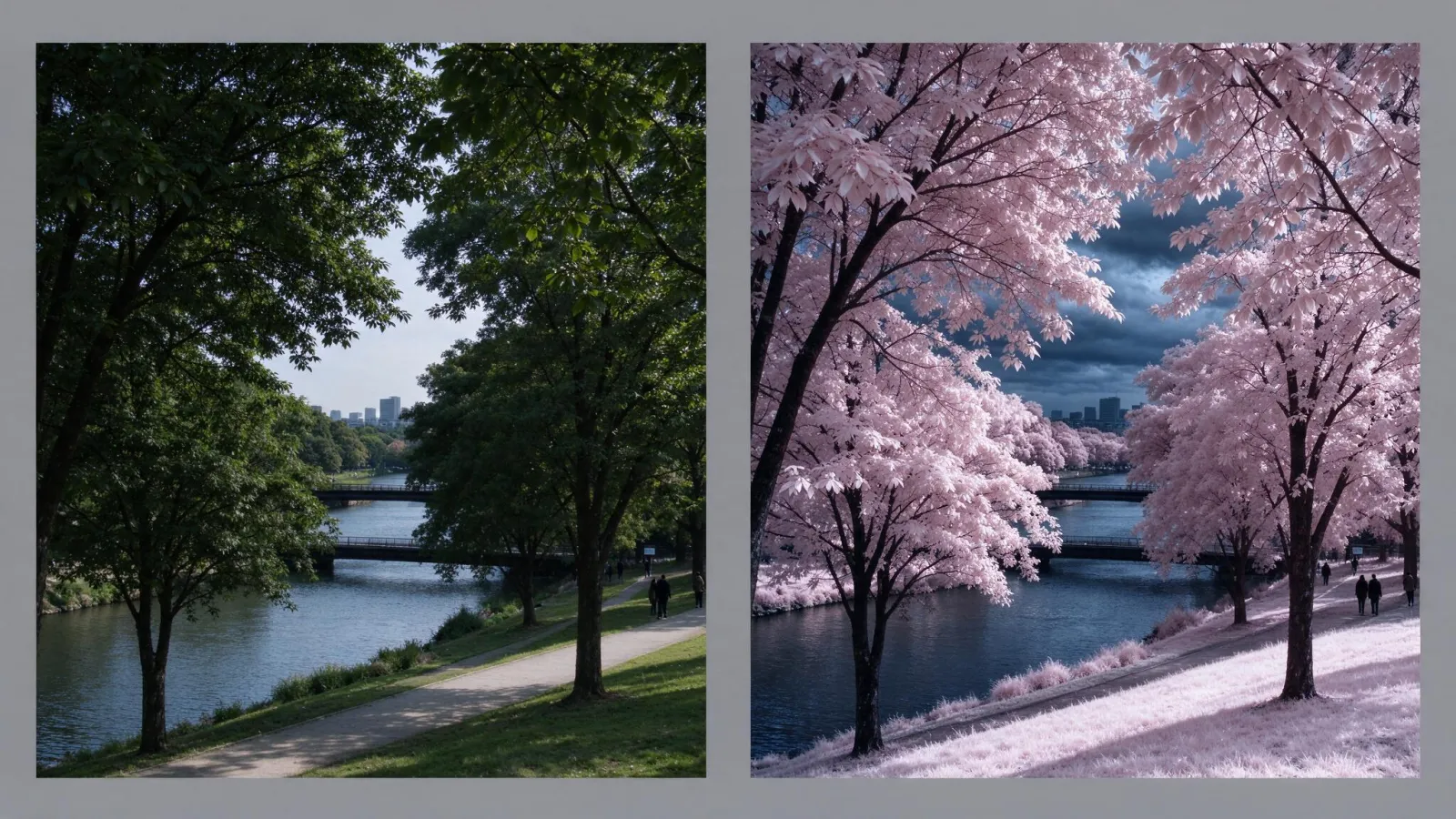 Ảnh minh hoạ Chụp ảnh hồng ngoại (infrared photography): cặp ảnh phong cảnh cùng góc: ảnh thường và ảnh hồng ngoại với lá cây trắng, trời tối